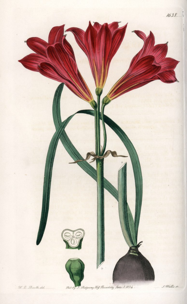 Rodophiale bifide - rytá deska od S. Wattse, podle ilustrace Sarah Anne Drake (1803-1857), z Botanického registru Sydenham Edwards (1768-1819), Anglie od Sydenham Teast Edwards
