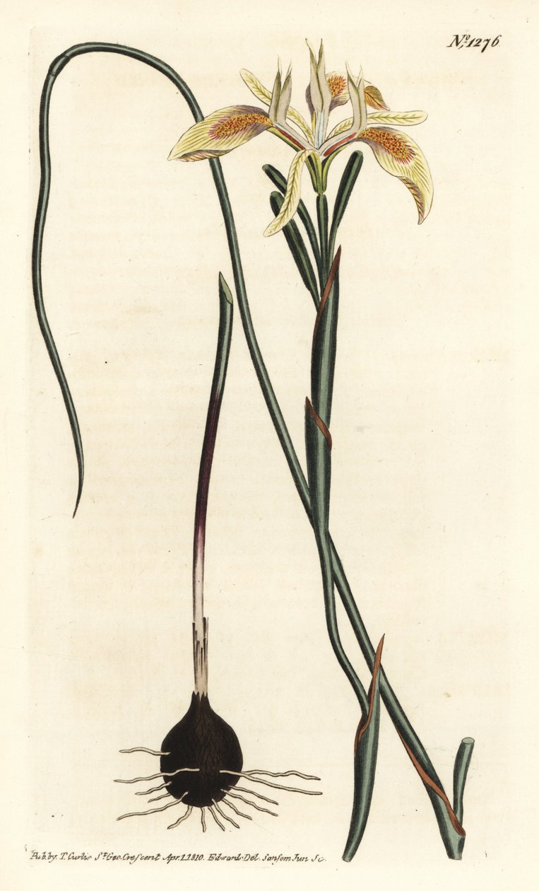 Moraea rololistá, Moraea angusta. Ručně kolorovaná mědirytina F. Sansom Jr. podle ilustrace Sydenhama Edwardse z William Curtis
