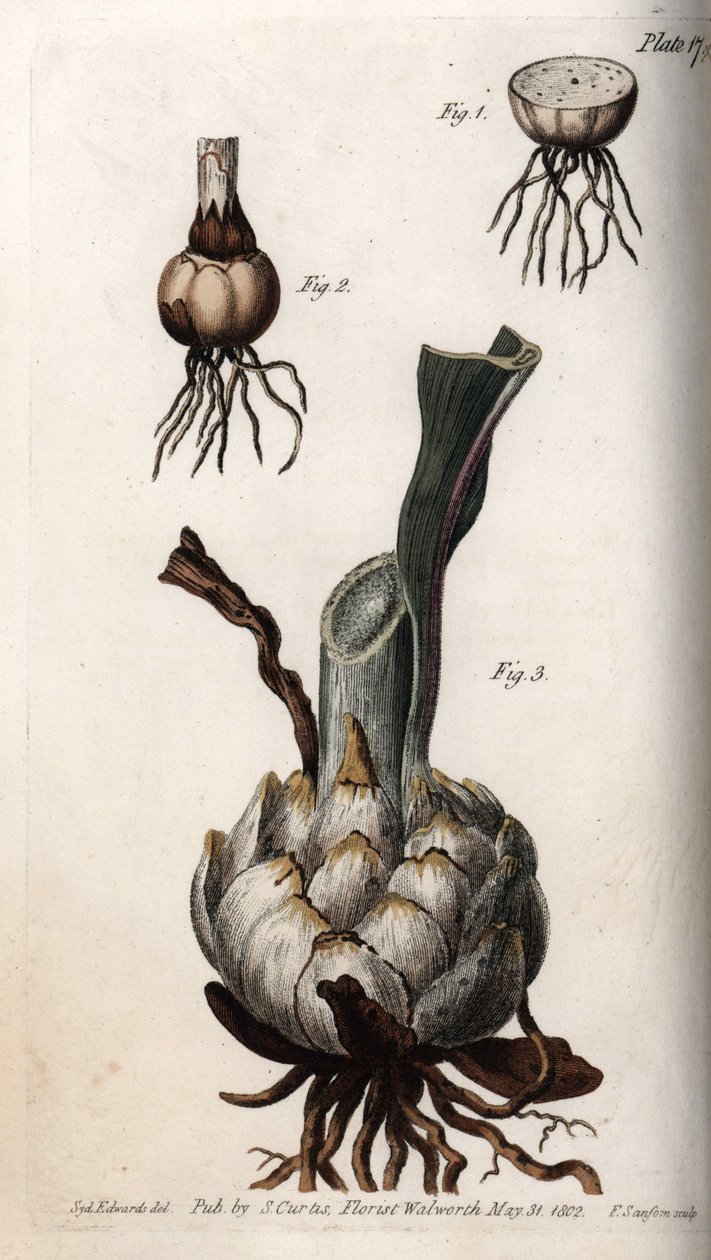 Kořen a cibule lilií. Barevná mědirytina, ilustrace Sydenham Edwards (1768-1819) pro konference botanické botanické zahrady v Lambeth (Anglie) od Sydenham Teast Edwards