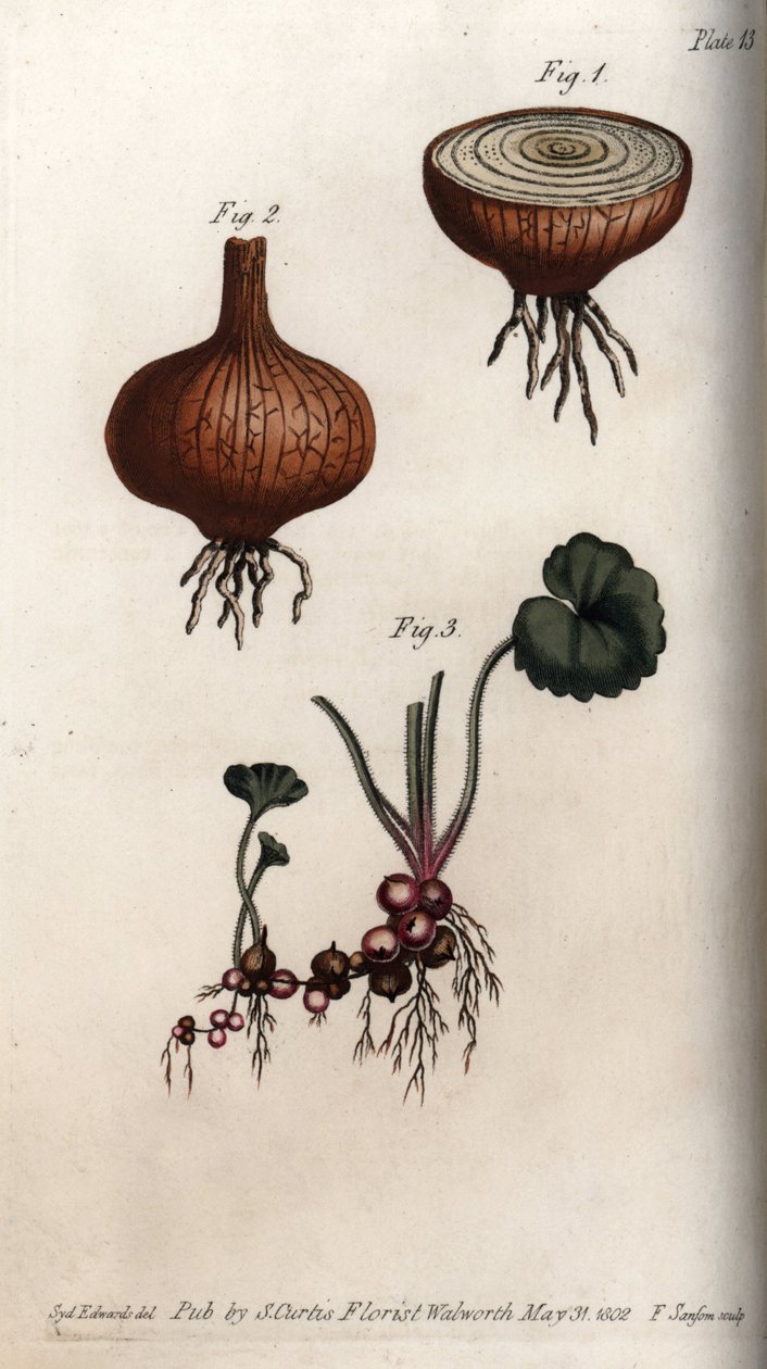 Kořeny a cibule cibule a lomikáse, granule nebo tzv. bulbils. Barevná mědirytina, ilustrace Sydenham Edwards (1768-1819) pro Conference of Botanical, Botanická zahrada Lambeth (Anglie) od Sydenham Teast Edwards