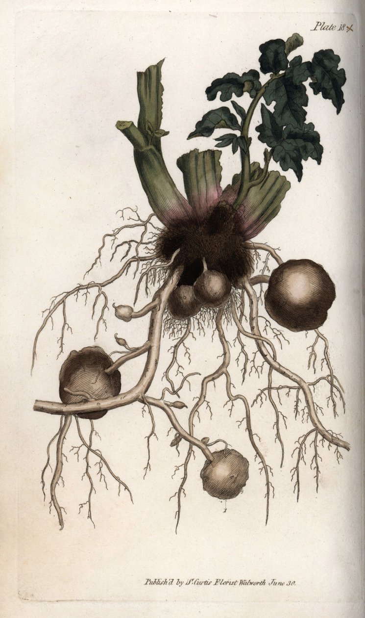 Kořeny a hlízy sadbového bramboru. Barevná mědirytina, ilustrace Sydenham Edwards (1768-1819) pro Conference of Botanical, Botanická zahrada Lambeth (Anglie) od Sydenham Teast Edwards