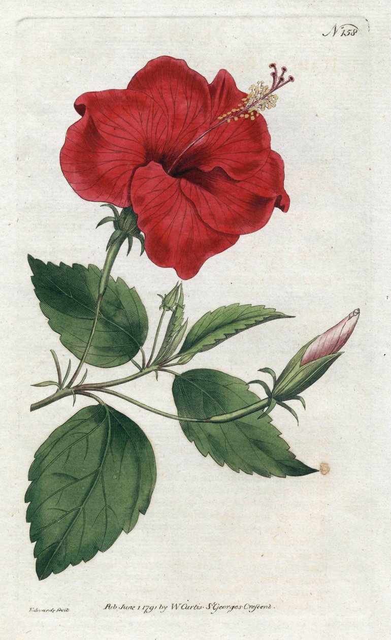 Rose de Chine - Litografie Sydenhama Edwardse (1768-1819), deska z botanického časopisu Williama Curtise (1746-1799) od Sydenham Teast Edwards