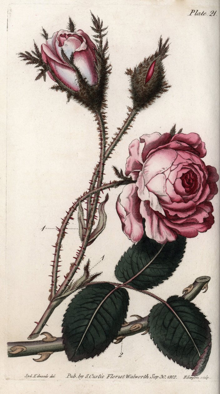Růže, květ růže sto listů. Barevná mědirytina, ilustrace Sydenham Edwards (1768-1819) pro Botanickou konferenci, Botanická zahrada v Lambethu (Anglie). od Sydenham Teast Edwards