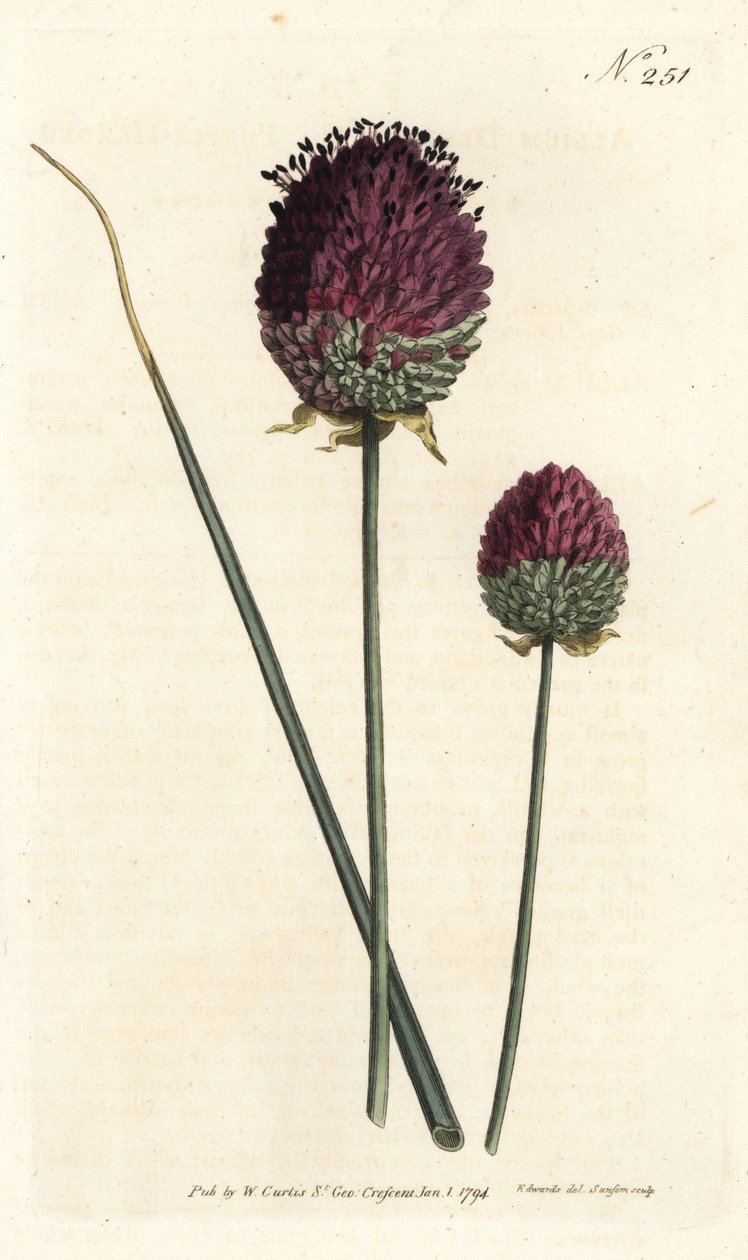 Česnek kulatý, Allium sphaerocephalon (Česnek nachový, Allium descendens). Ručně kolorovaná mědirytina od Sansom podle ilustrace Sydenhama Edwardse z William Curtis