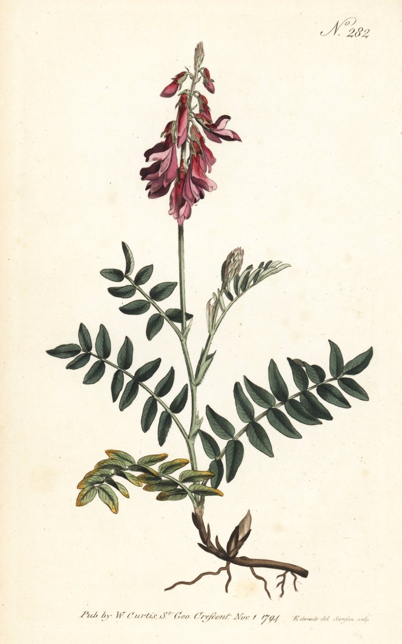Sainfoin des Alpes - Vičenec alpský, Hedysarum hedysaroides (Hedysarum obscurum) - Ručně kolorovaná mědirytina od Sansom podle ilustrace Sydenhama Edwardse z William Curtis