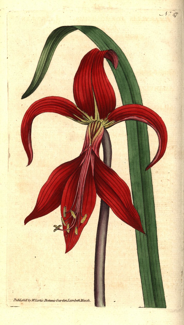 Svatojakubská lilie - lilie jakubská nebo aztécká, Sprekelia formosissima (Amaryllis jakobská, Amaryllis formosissima). Ručně kolorovaná mědirytina a botanická ilustrace od Jamese Sowerbyho z The Botanical Magazine Williama Curtise, Lambeth Marsh, L. od Sydenham Teast Edwards