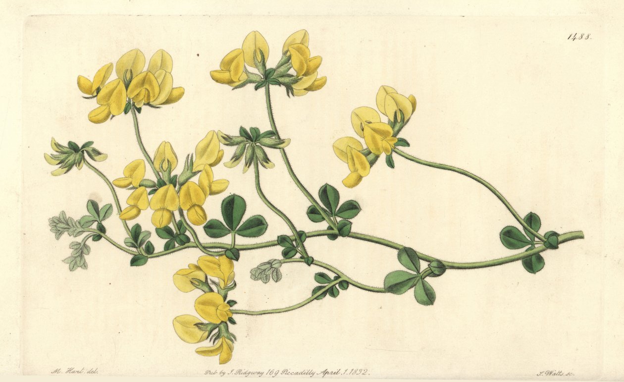 Lotos písečný - Lotos písečný, Lotus arenarius. Ručně kolorovaná mědirytina S. Wattse podle ilustrace M. Harta z Sydenham Edwards