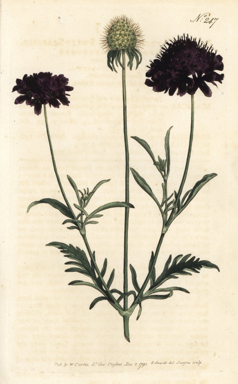 Svrab zahradní - Svrab sladký, Scabiosa atropurpurea. Ručně kolorovaná mědirytina od Sansom podle ilustrace Sydenhama Edwardse rom William Curtis
