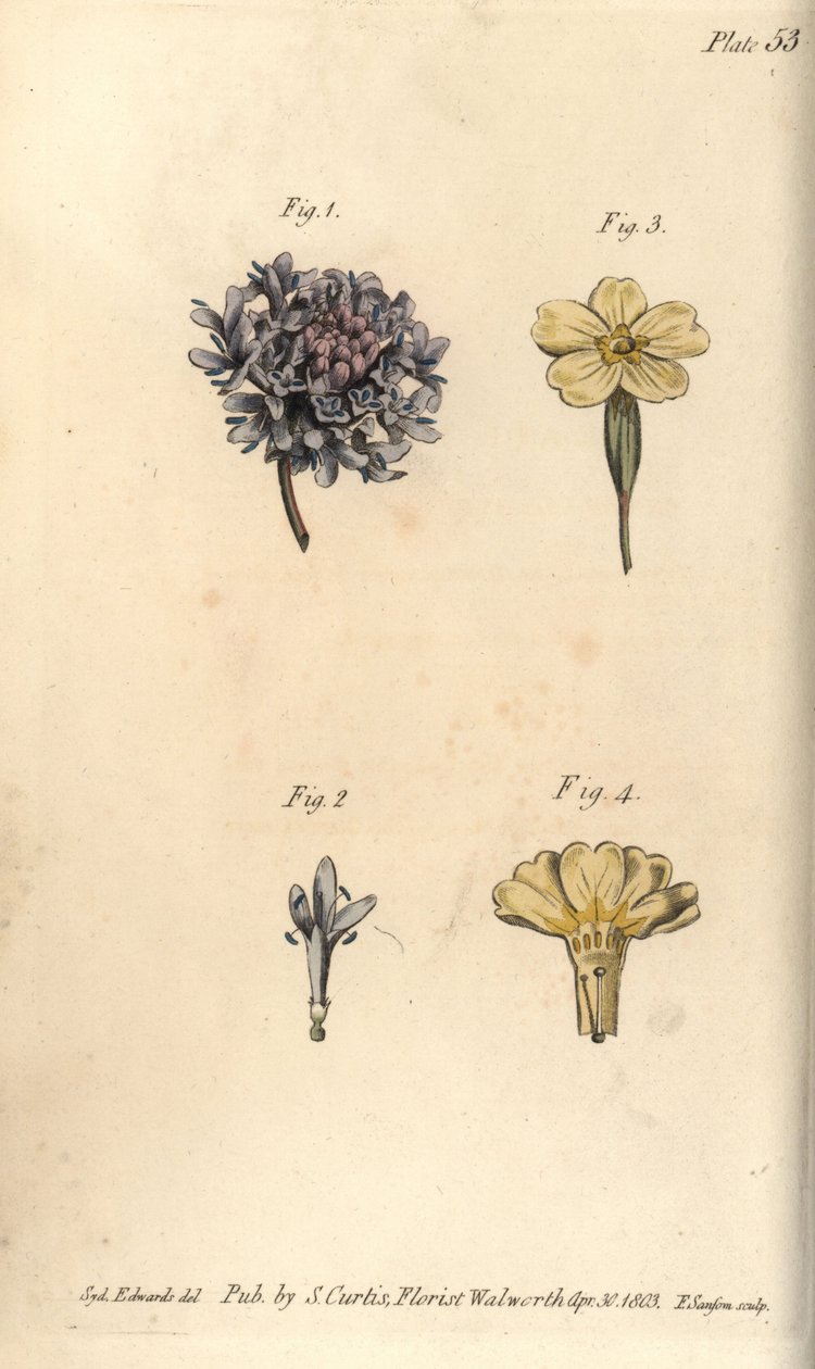 Svrabovitý květ, Scabiosa atropurpurea, Tetrandria od Sydenham Teast Edwards