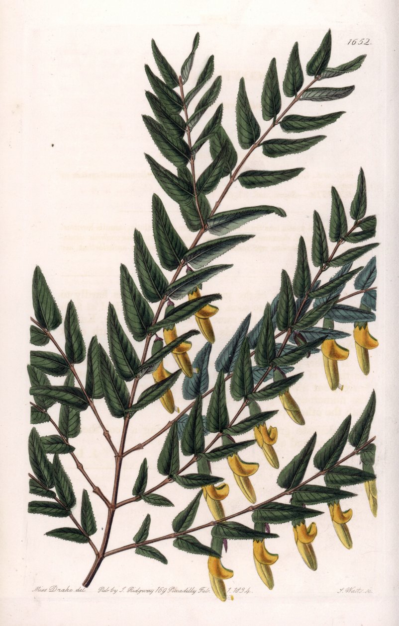 Scotia a hladké větve - Deska rytá S. Wattsem, z ilustrace Sarah Anne Drake (1803-1857), z Botanického registru Sydenham Edwards (1768-1819), Anglie od Sydenham Teast Edwards