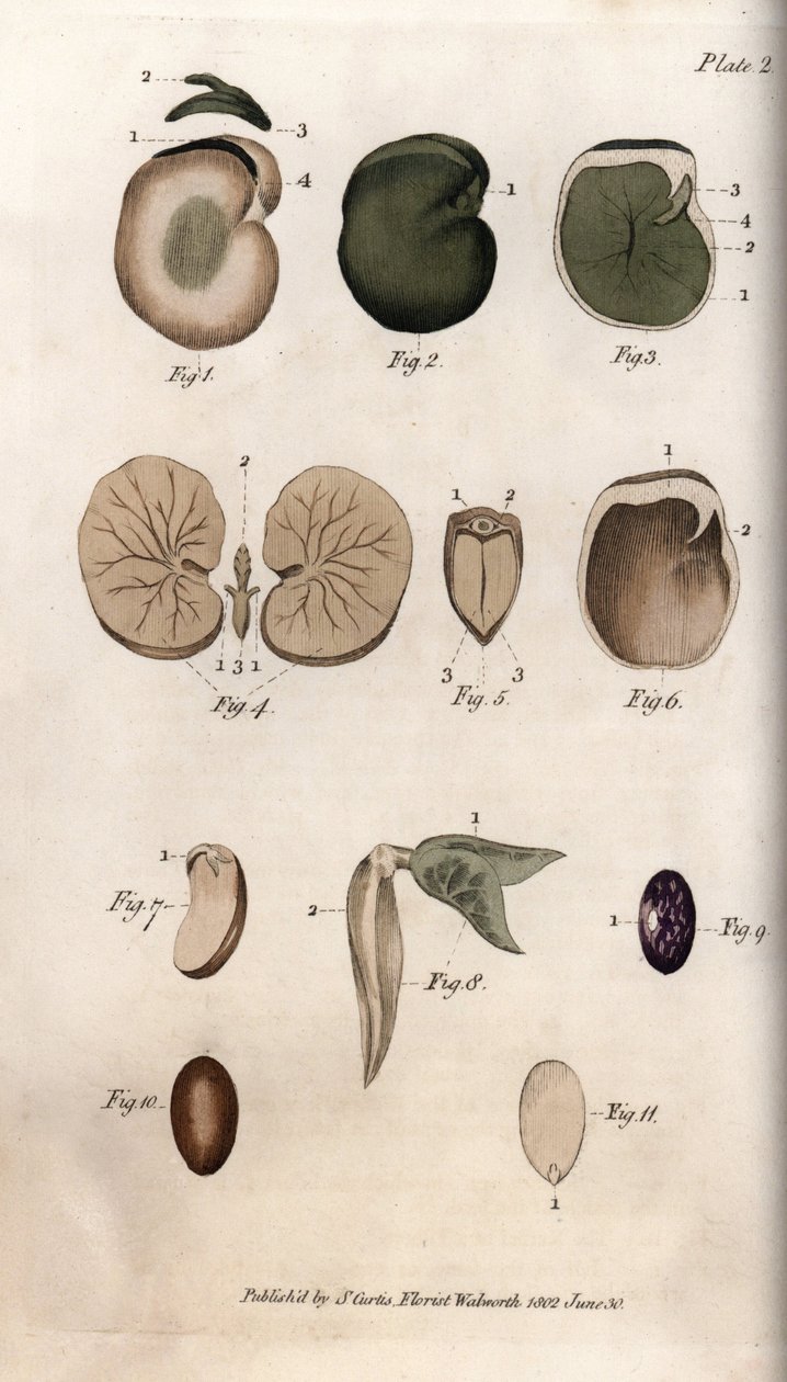 Semena a jejich části: odrůdy semene fazolu a fíku. Barevná mědirytina, ilustrace Sydenham Edwards (1768-1819) pro Conference of Botanical, Botanická zahrada Lambeth (Anglie) od Sydenham Teast Edwards