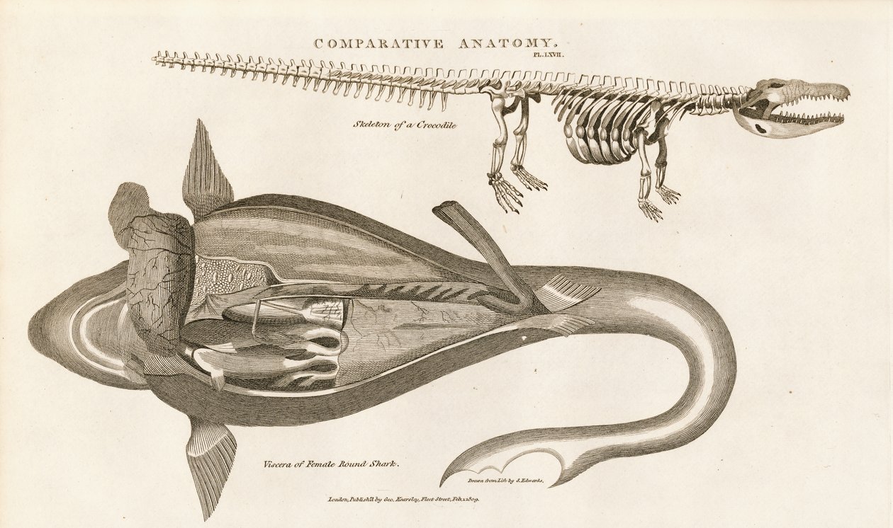 Anatomie žraloka a krokodýlí kostry od Sydenham Teast Edwards