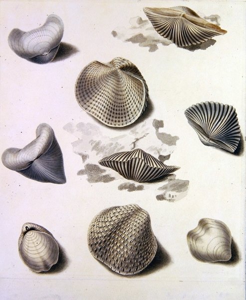 Mušle a mořská flóra (tužka, pero, tuš a akvarel na papíře) (viz také 351984, 351986 a 351987) od Sydenham Teast Edwards