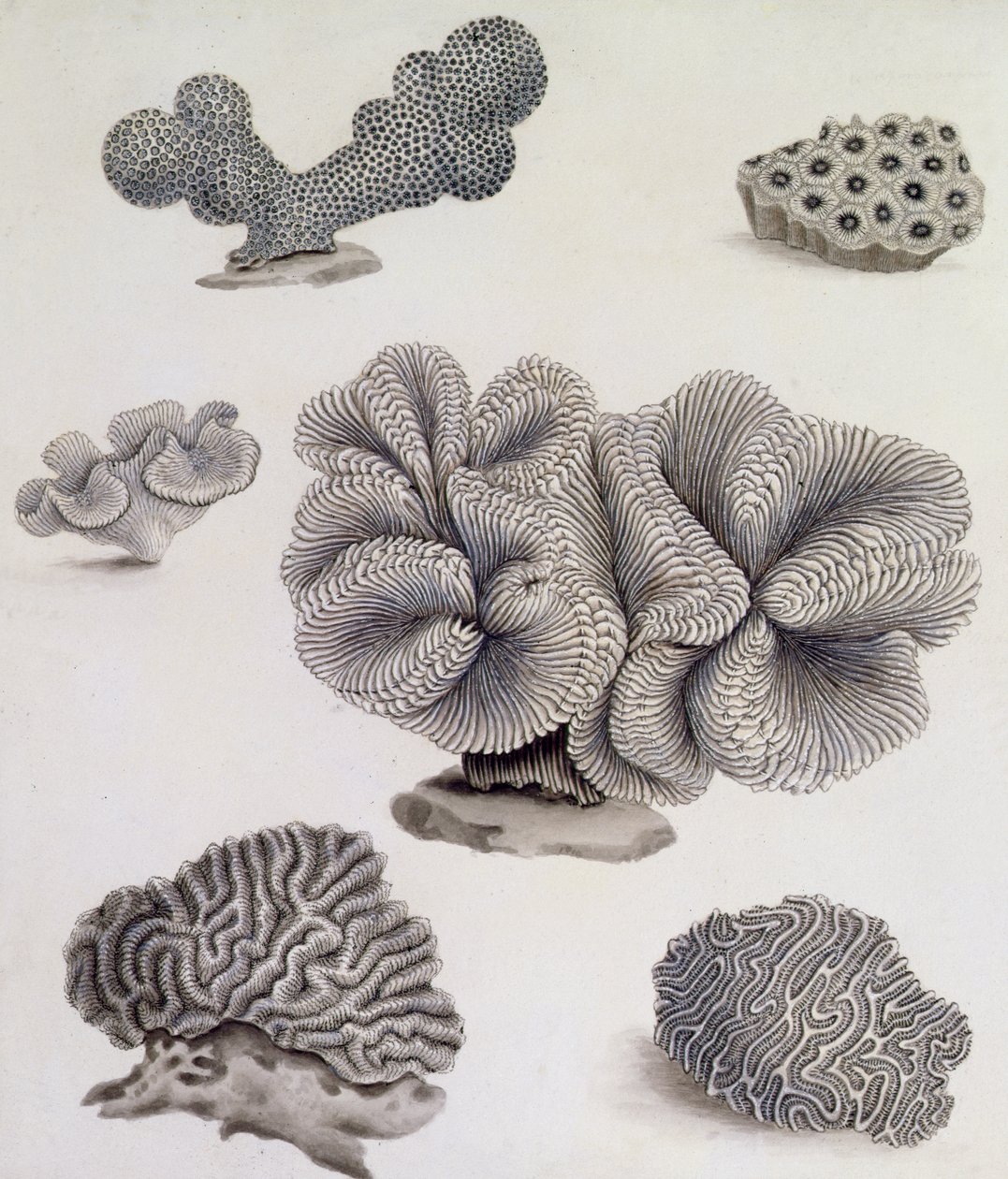 Mušle a Marine Flora (tužka, pero, inkoust a akvarel) (viz také 351985, 351986 a 351987) od Sydenham Teast Edwards