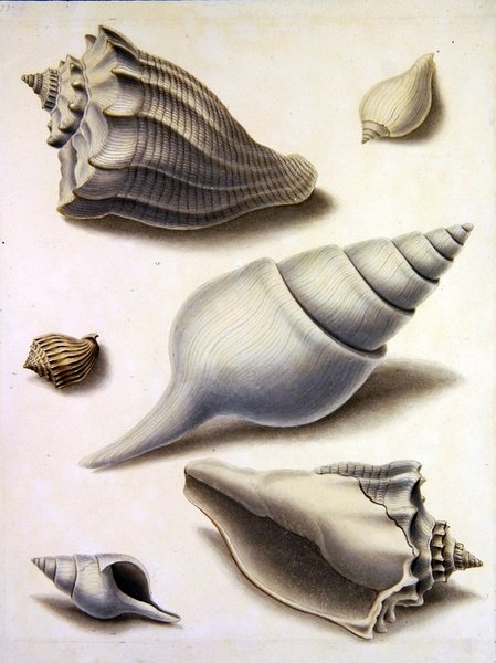 Mušle a Marine Flora (tužka, pero, inkoust a akvarel na papíře) (viz také 351984, 351985 a 351987) od Sydenham Teast Edwards