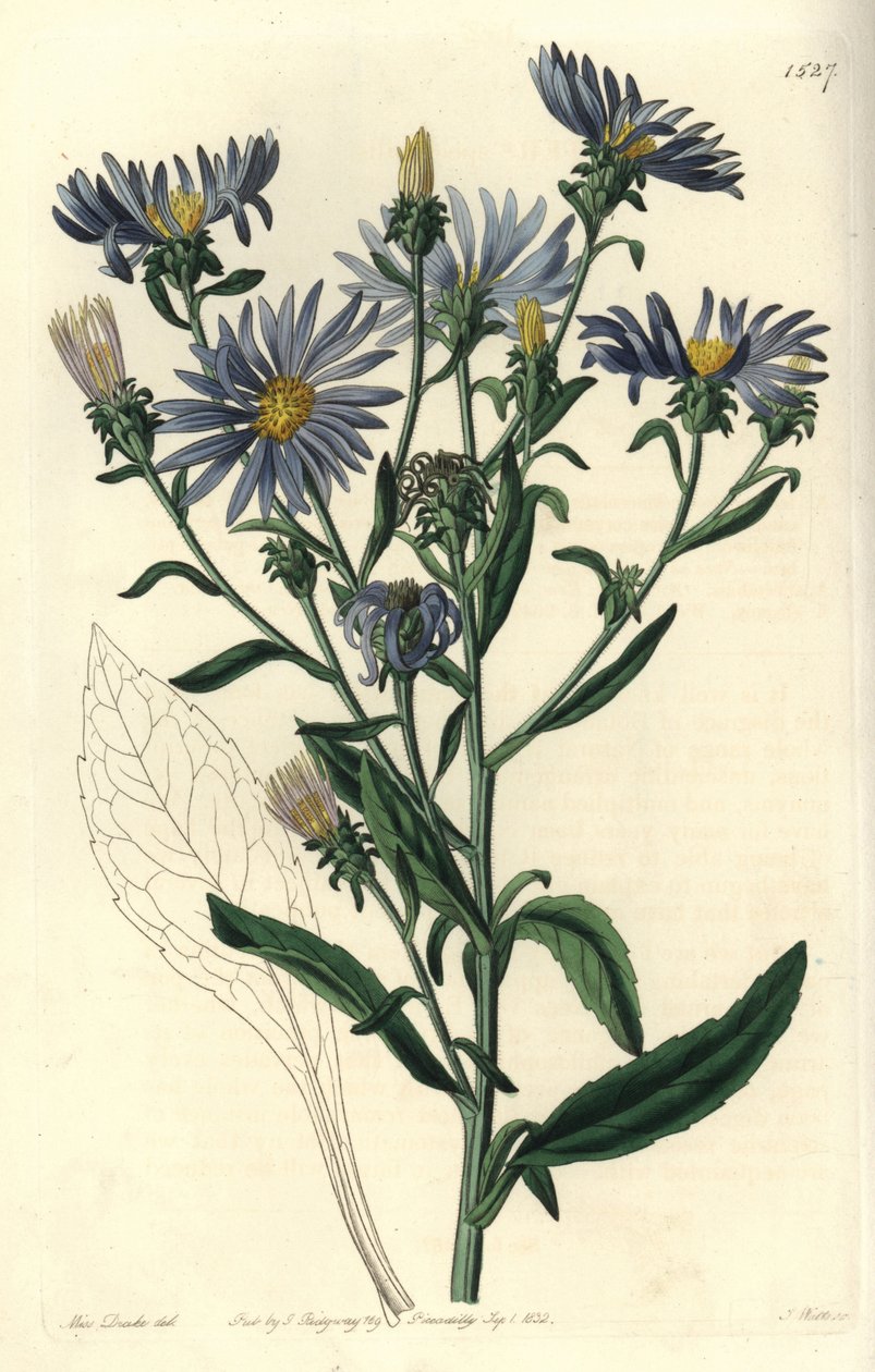 Hvězdnice bledá, hvězdnice spectabilis. Ručně kolorovaná mědirytina od S. Wattse podle ilustrace slečny Sarah Drakeové z botanického registru Sydenhama Edwardse, Ridgeway, Londýn od Sydenham Teast Edwards