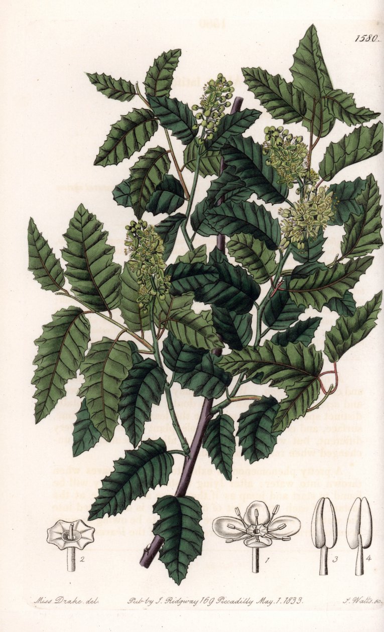 Keř Schinus latifolia, Pepper Variety - Talíř vyrytý S.Wattsem, z ilustrace Sarah Anne Drake (1803-1857), z Botanického registru Sydenham Edwards (1768-1819), Anglie od Sydenham Teast Edwards
