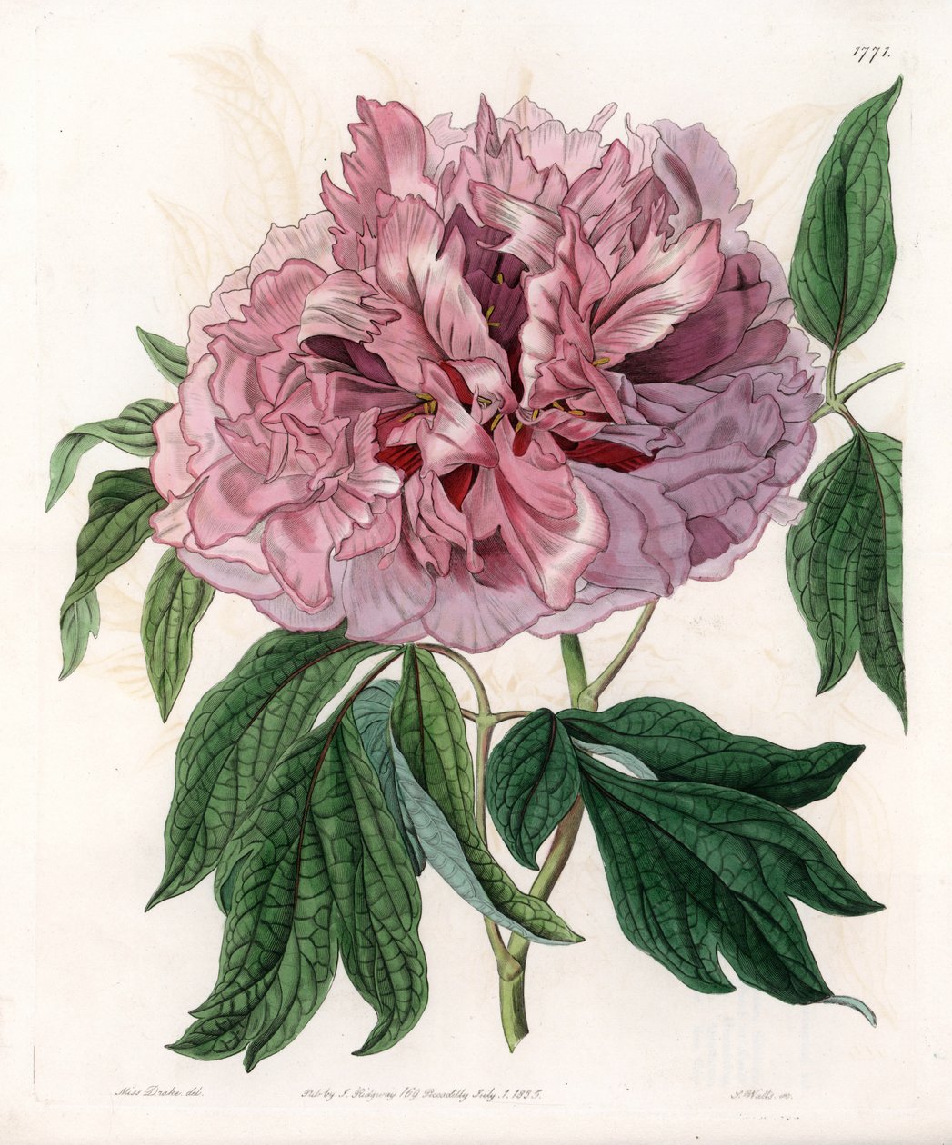 Pivoňka keřová nebo ovčí - rytá deska od S.Watts, z ilustrace Sarah Anne Drake (1803-1857), z Botanického registru Sydenham Edwards (1768-1819), Anglie od Sydenham Teast Edwards