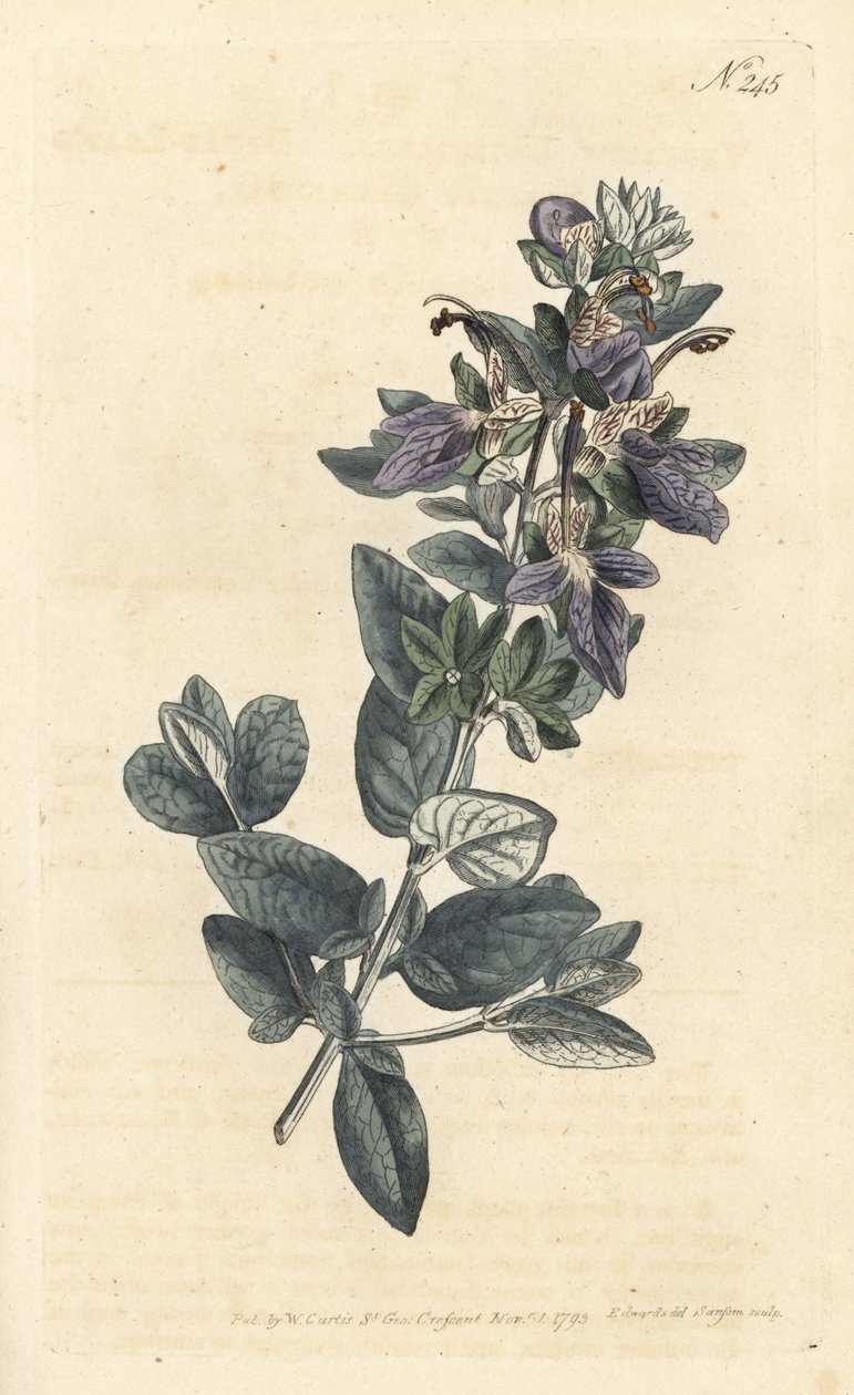 Germander keřovitý, Teucrium fruticans (Teucrium latifolium) - Ručně kolorovaná mědirytina od Sansom podle ilustrace Sydenhama Edwardse rom William Curtis