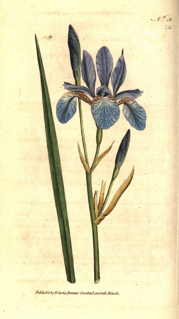 Kosatec sibiřský - Kosatec sibiřský, Iris sibirica. Ručně kolorovaná mědirytina podle botanické ilustrace Jamese Sowerbyho z The Botanical Magazine Williama Curtise, Lambeth Marsh, Londýn od Sydenham Teast Edwards