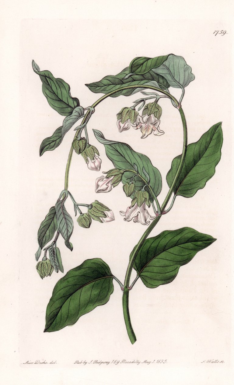 Držák na hedvábí Araujia - Talíř vyrytý S. Wattsem, z ilustrace Sarah Anne Drake (1803-1857), z Botanického registru Sydenham Edwards (1768-1819), Anglie od Sydenham Teast Edwards