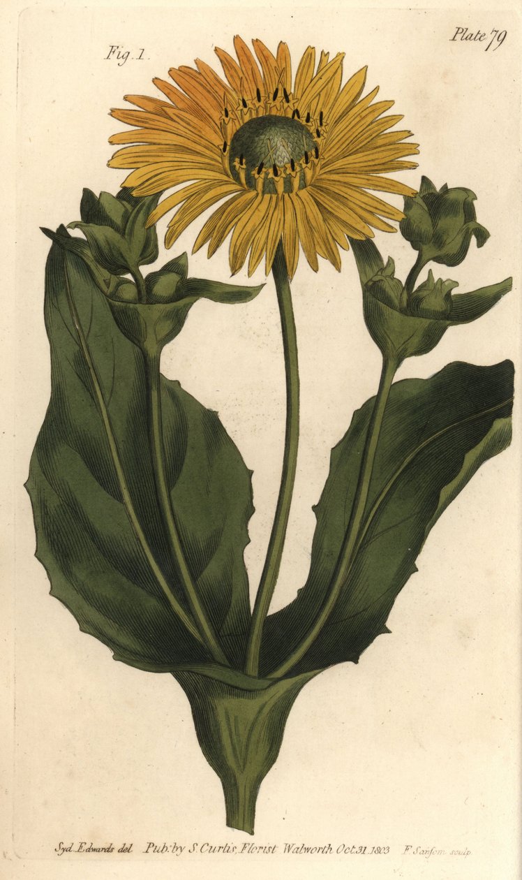 Silphium nebo rosinweed, Silphium asteriscus, Polygamia nessaria. Ručně kolorovaná mědirytina F. Sansoma botanické ilustrace Sydenhama Edwardse pro přednášky Williama Curtise o botanice, které byly dodány v Botanické zahradě v Lambeth od Sydenham Teast Edwards