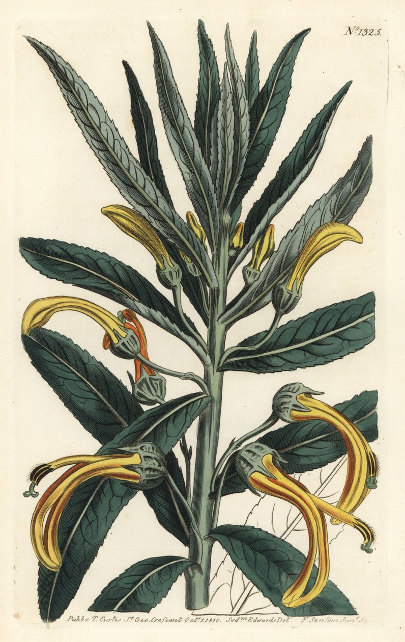 Siphocampylus giganteus, ohrožený (lobelie obrovská, Lobelia gigantea). Ručně kolorovaná mědirytina F. Sansom Jr. podle ilustrace Sydenhama Edwardse z William Curtis