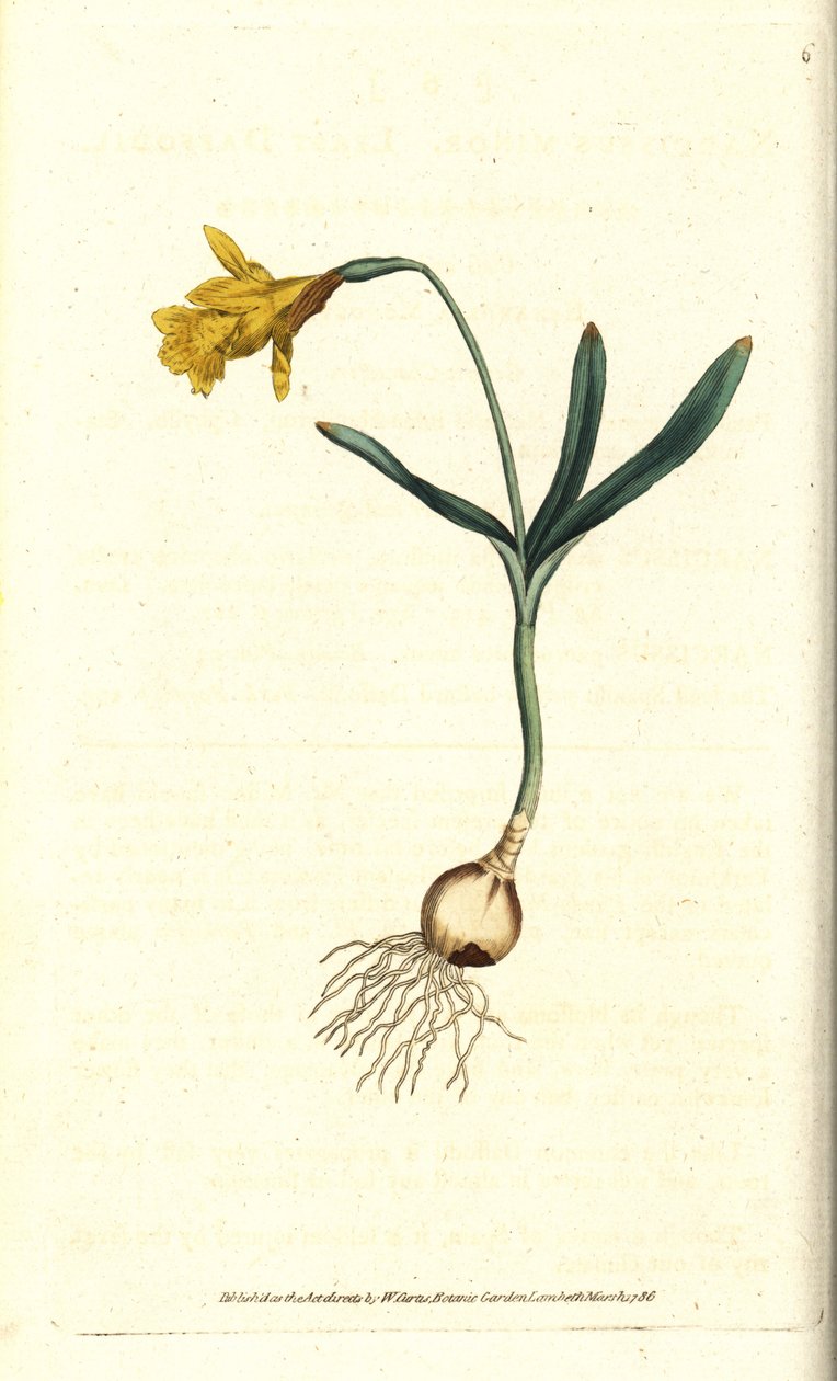 Narcis malý - Narcis nejmenší, Narcissus pseudonarcissus subsp. menší (Narcissus minor). Ručně kolorovaná mědirytina podle botanické ilustrace Jamese Sowerbyho z The Botanical Magazine Williama Curtise, Lambeth Marsh, Londýn od Sydenham Teast Edwards