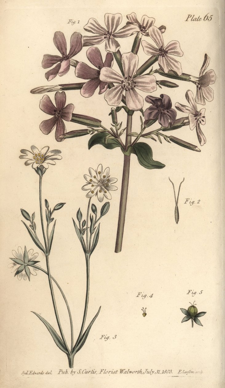 Mydlice lékařská, Saponaria officinalis, Digynia od Sydenham Teast Edwards