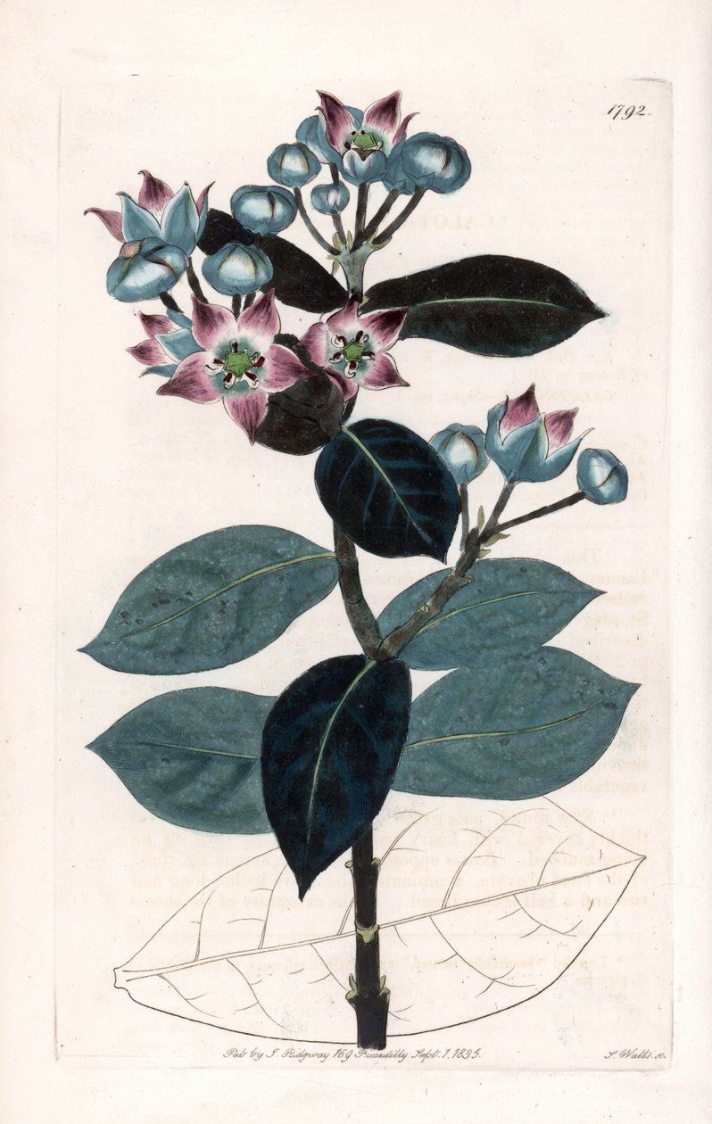 Sodomská jabloň nebo hedvábný strom - deska vyrytá S. Wattsem, z ilustrace Sarah Anne Drake (1803-1857), z Botanického registru Sydenham Edwards (1768-1819), Anglie od Sydenham Teast Edwards