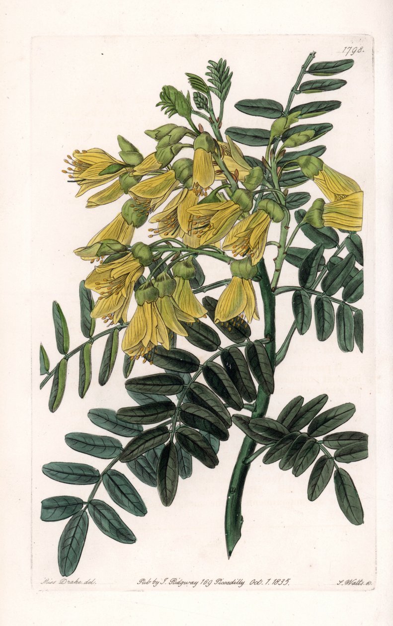 Jihoamerická sophora variete - vyryl S. Watts, z ilustrace Sarah Anne Drake (1803-1857), z Botanického registru Sydenham Edwards (1768-1819), Anglie od Sydenham Teast Edwards