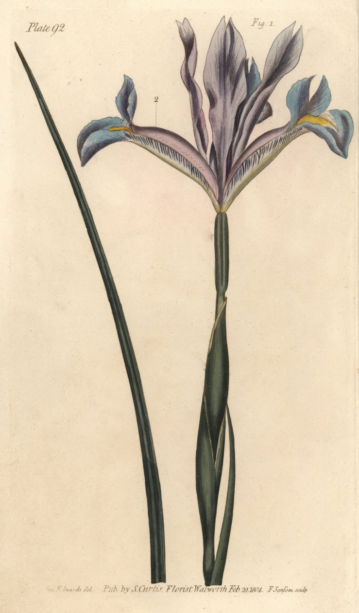 Kosatec španělský, Iris xiphium. Ručně kolorovaná mědirytina F. Sansoma botanické ilustrace Sydenhama Edwardse pro přednášky Williama Curtise o botanice, které byly dodány v Botanické zahradě v Lambeth od Sydenham Teast Edwards