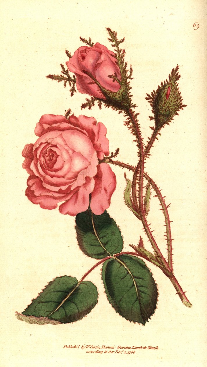 Šumivá růže (šumivá růže) - Růžový mech, Rosa centifolia f. muscosa (Rosa muscosa). Ručně kolorovaná mědirytina podle botanické ilustrace z The Botanical Magazine Williama Curtise, Lambeth Marsh, Londýn od Sydenham Teast Edwards