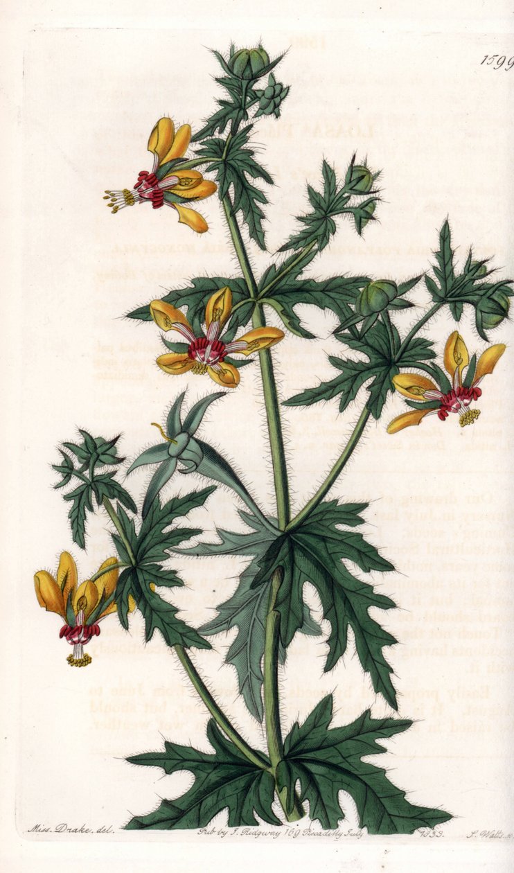 Spicy Poppy - Talíř vyrytý S. Wattsem, z ilustrace Sarah Anne Drake (1803-1857), z Botanického registru Sydenham Edwards (1768-1819), Anglie od Sydenham Teast Edwards