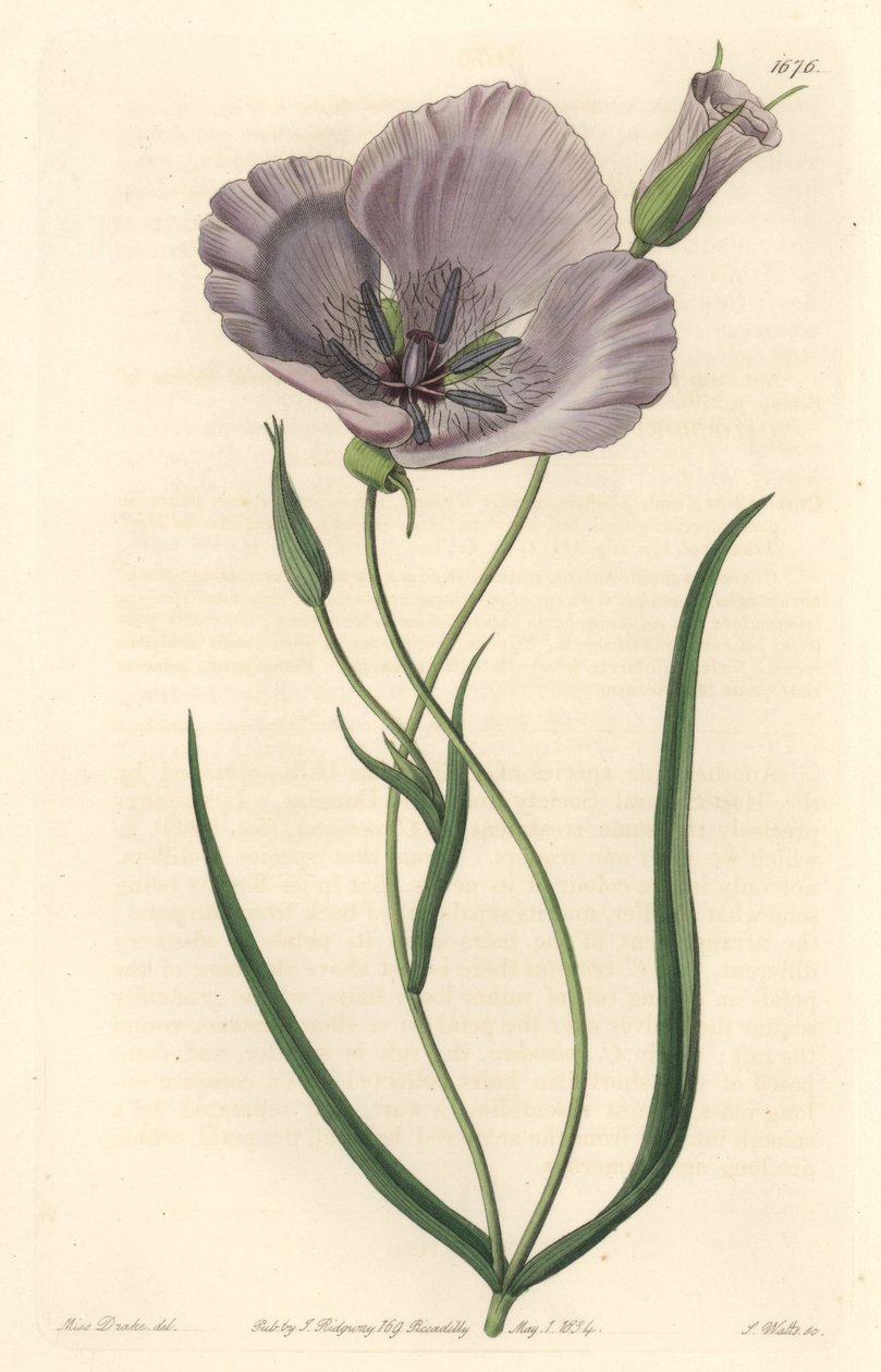 Splendid calochorte (splendid mariposa), původem z Kalifornie - Satiny calochortus nebo splendid mariposa lilie, Calochortus splendens, původem z Kalifornie - Ručně kolorovaná mědirytina S. Watts podle ilustrace slečny Drakeové, od Sydenham Edwar od Sydenham Teast Edwards