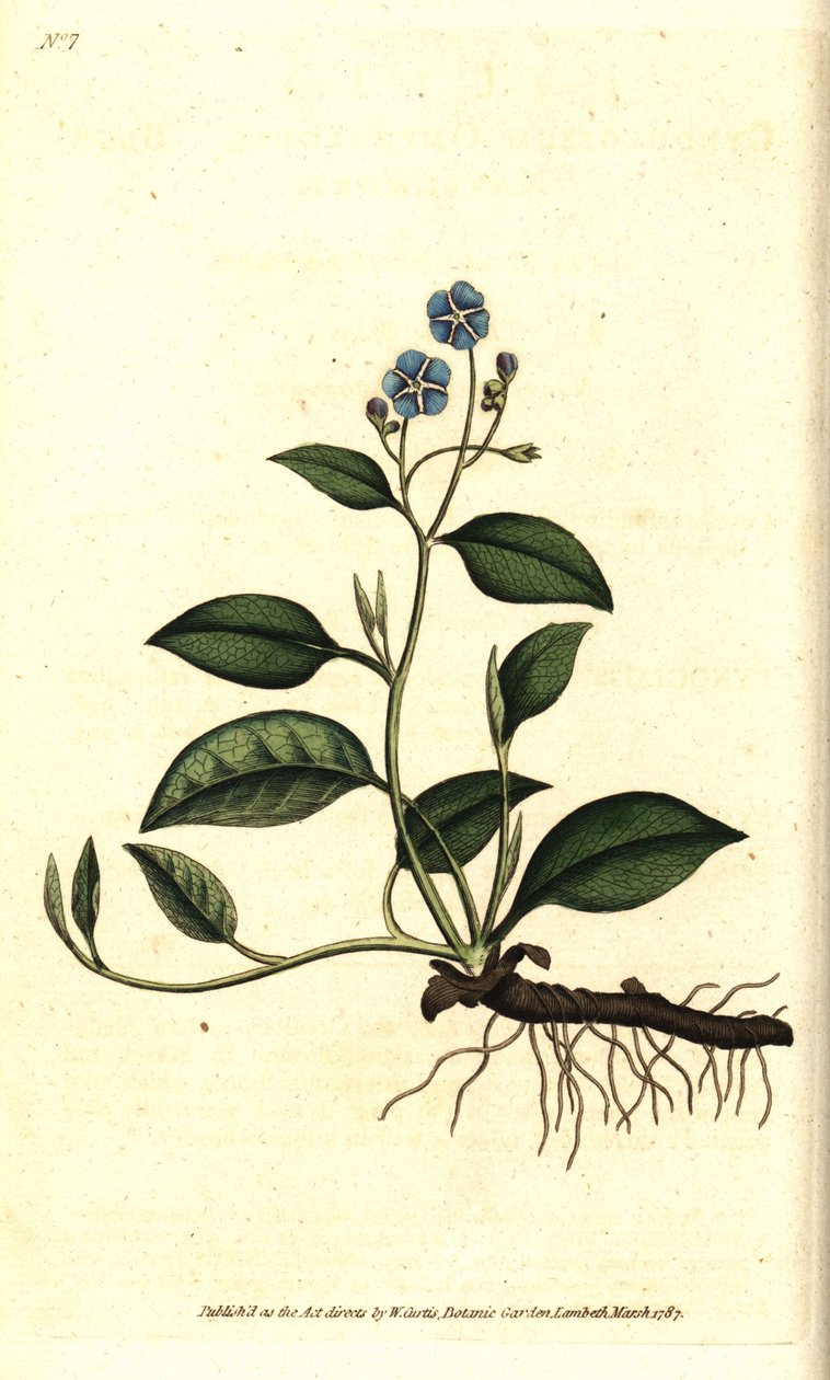 Jarní Omphalodes nebo Printaniere Malý Brutnák - pupečník plazivý, Omphalodes verna (puchačník modrý, Cynoglossum omphalodes). Ručně kolorovaná mědirytina podle botanické ilustrace Jamese Sowerbyho z The Botanical Magazine Williama Curtise, L. od Sydenham Teast Edwards