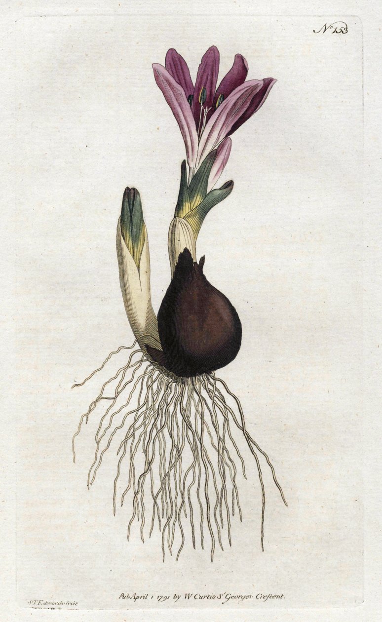 Jarní bulbocode nebo campanette - Litografie od Sydenhama Edwardse (1768-1819), z botanického časopisu Williama Curtise (1746-1799) od Sydenham Teast Edwards