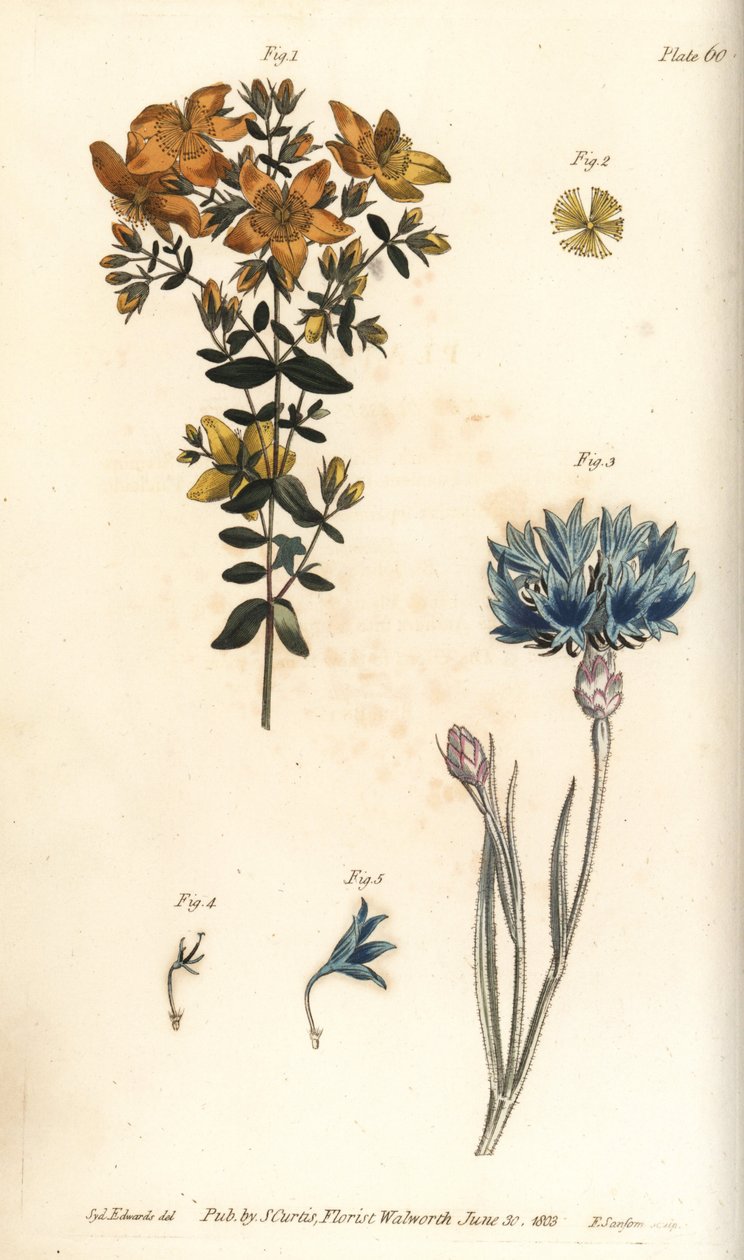 Třezalka tečkovaná, Hypericum perforatum, Polyadelphia od Sydenham Teast Edwards