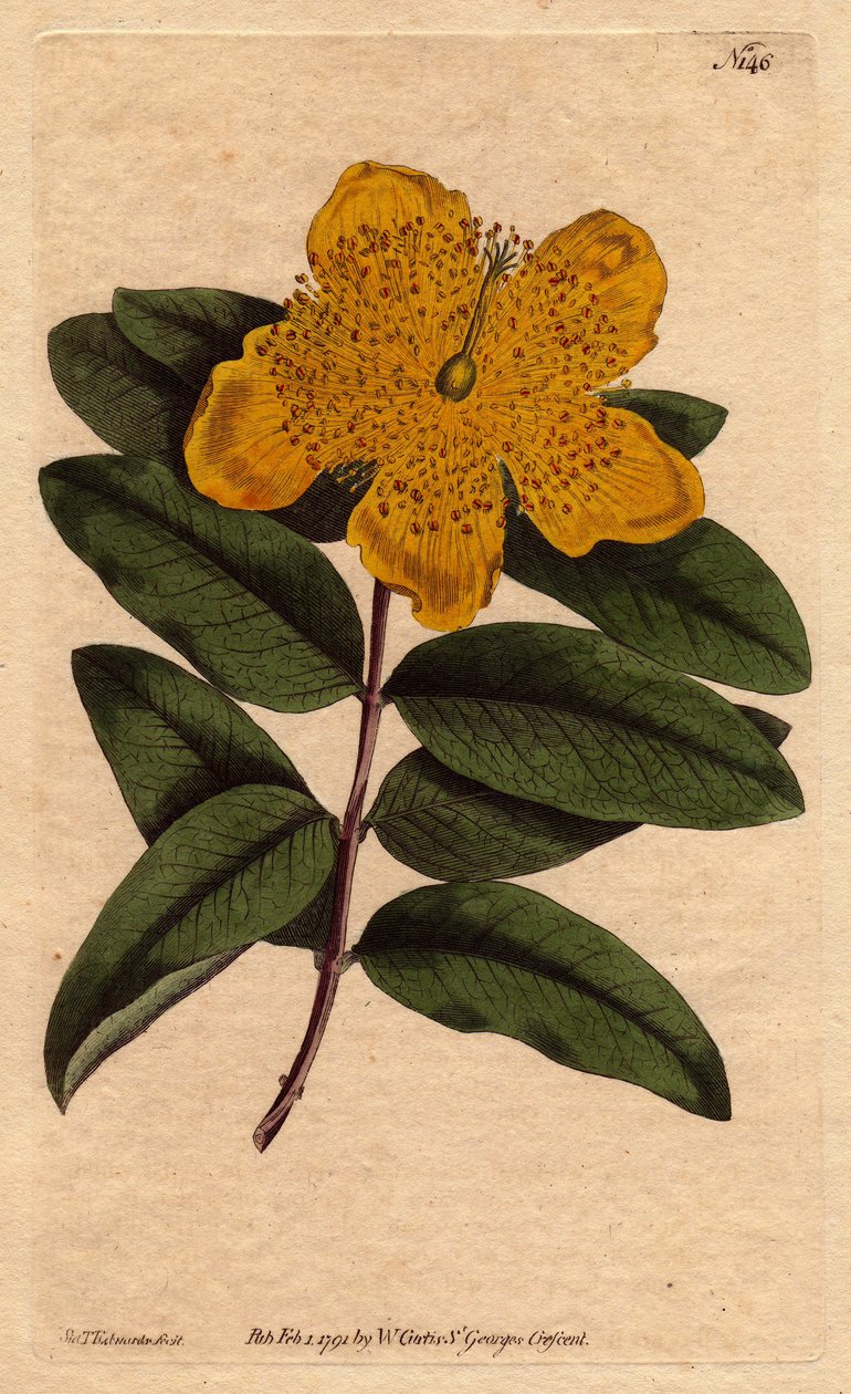 Třezalka se širokými žlutými květy. Velkokvětá třezalka se žlutými květy. Hypericum calycinum. Ručně kolorovaná mědirytina z botanické ilustrace od Sydenhama Edwardse z „”Botanical Magazine”” Williama Curtise 1790-1800. od Sydenham Teast Edwards