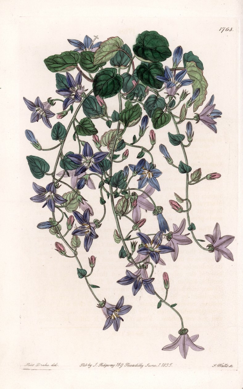 Hvězdná zvonice - deska vyrytá S. Wattsem, z ilustrace Sarah Anne Drake (1803-1857), z Botanického registru Sydenham Edwards (1768-1819), Anglie od Sydenham Teast Edwards