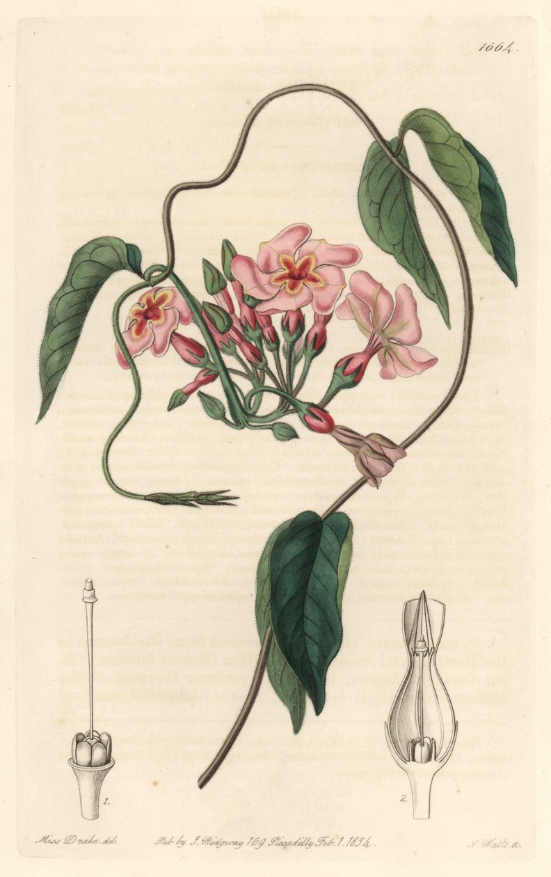Hvězdný echit, původem z Brazílie - Water forte od S. Wattse z ilustrace Sarah Anne Drake (1803-1857), z Botanického rejstříku od Sydenham Teast Edwards