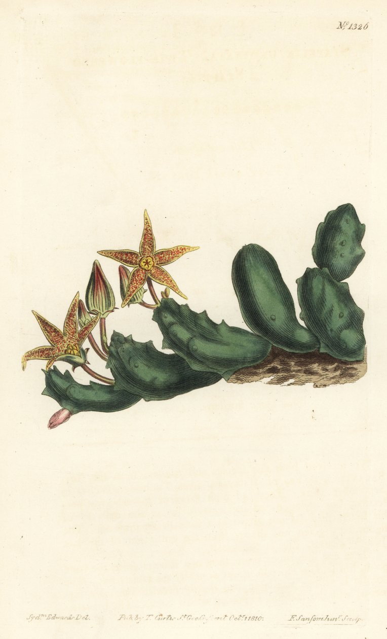 Stisseria geminata (Stapelia geminata dvoukvětá, Stapelia geminata). Ručně kolorovaná mědirytina F. Sansom Jr. podle ilustrace Sydenhama Edwardse z William Curtis