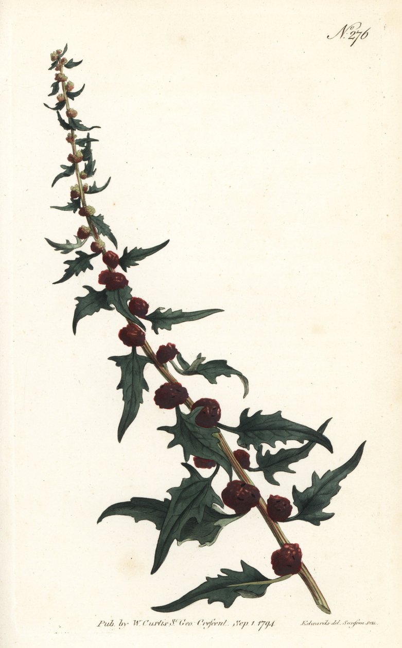 Jahodová vřetena v bagetě - Husice listová, Chenopodium foliosum (Blitum virgatum). Ručně kolorovaná mědirytina od Sansom podle ilustrace Sydenhama Edwardse z William Curtis