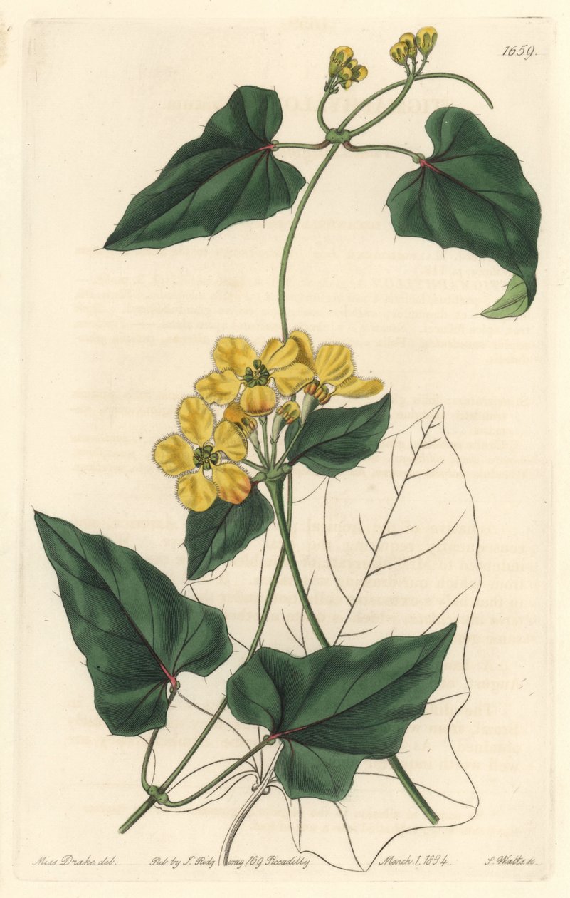 Stigmaphyllon, původem z Jižní Ameriky - Silná voda od S. Wattse z ilustrace Sarah Anne Drake (1803-1857), z botanického registru od Sydenham Teast Edwards