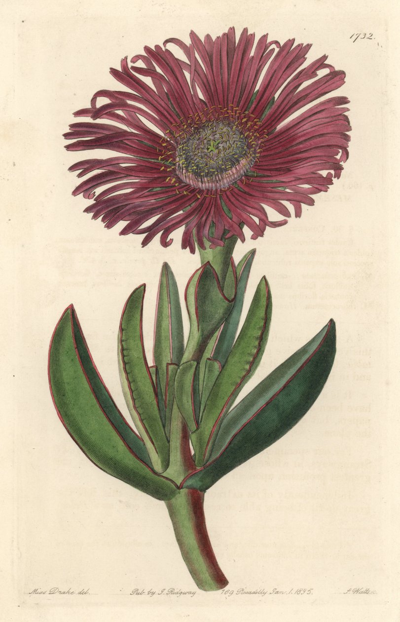 Sukulentní rostlina Carpobrotus, původem z Jižní Afriky - Silná voda od S. Wattse z ilustrace Sarah Anne Drake (1803-1857), z Botanického rejstříku od Sydenham Teast Edwards