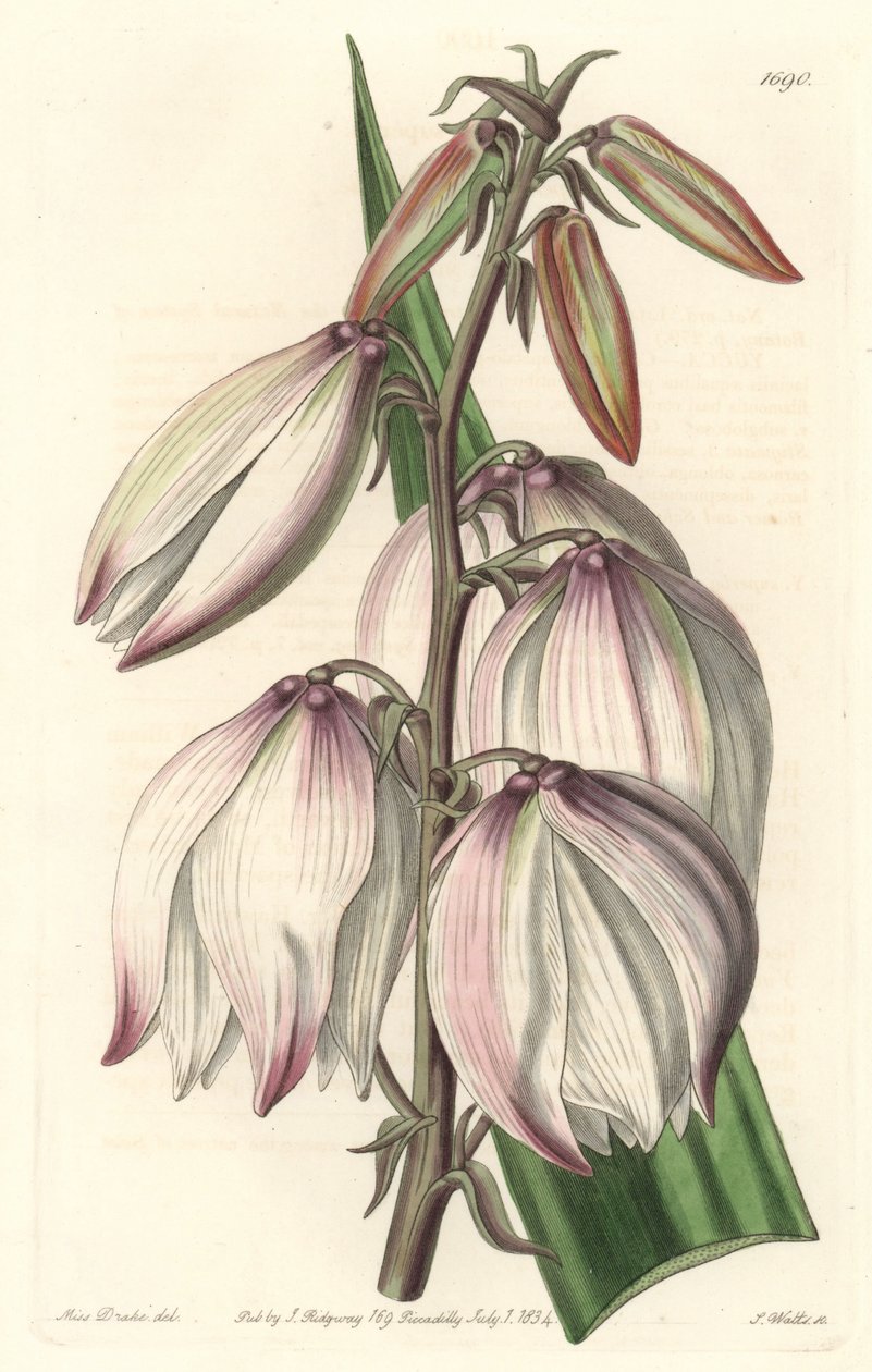 Superb Yucca - Water forte od S. Wattse z ilustrace Sarah Anne Drake (1803-1857), z botanického registru od Sydenham Teast Edwards
