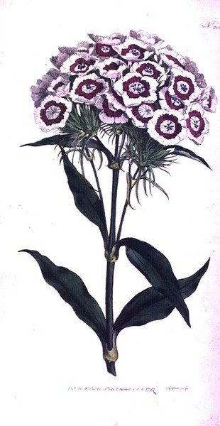 Sweet William or Bearded Pink (Dianthus barbatus), deska 205 od Williama Curtise 