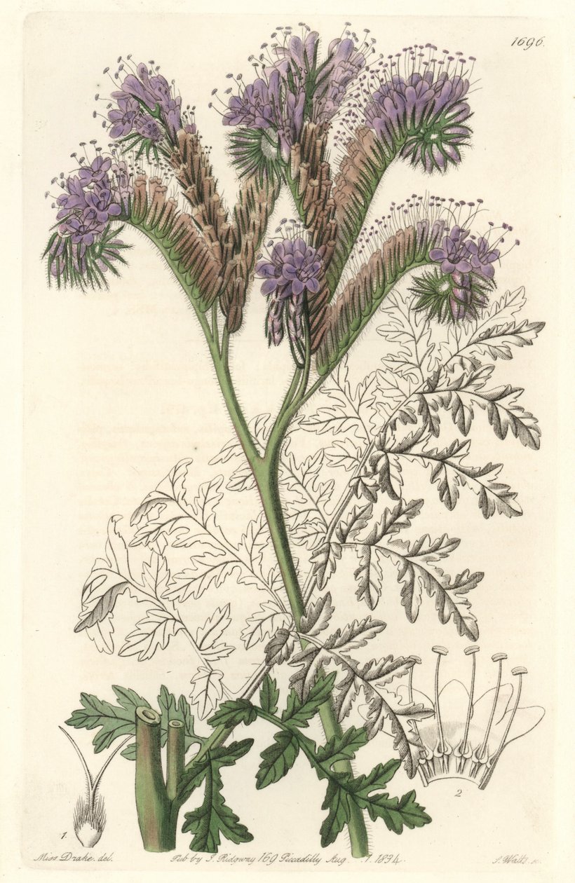 Tansy leaf phacelia, pocházející z Kalifornie - Water forte od S. Wattse z ilustrace Sarah Anne Drake (1803-1857), z botanického registru od Sydenham Teast Edwards
