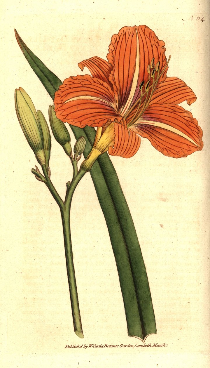Denivka žlutohnědá, Hemerocallis fulva. Ručně kolorovaná mědirytina podle botanické ilustrace z The Botanical Magazine Williama Curtise, Lambeth Marsh, Londýn od Sydenham Teast Edwards