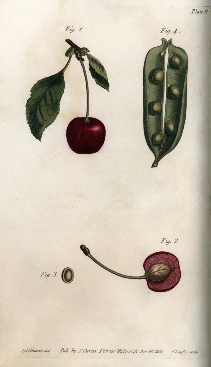Oplodí hrachu (luštěniny) a část plodu třešně (nebo divoké třešně nebo ptáků). Barevná mědirytina, ilustrace Sydenham Edwards (1768-1819) pro Conference of Botanical, Botanická zahrada Lambeth (Anglie) od Sydenham Teast Edwards